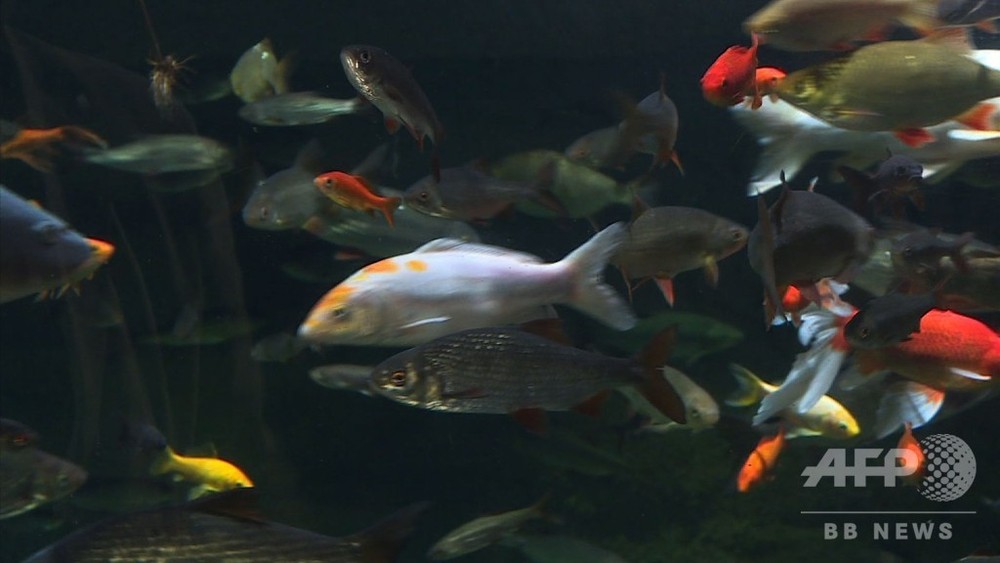 動画 捨てられた金魚600匹 水族館で 第二の魚生 仏パリ 写真1枚 国際ニュース Afpbb News