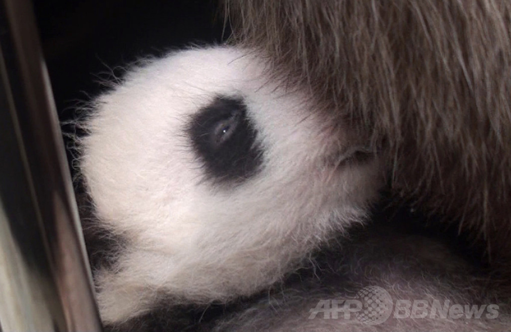 【特集】台湾の赤ちゃんパンダ成長記