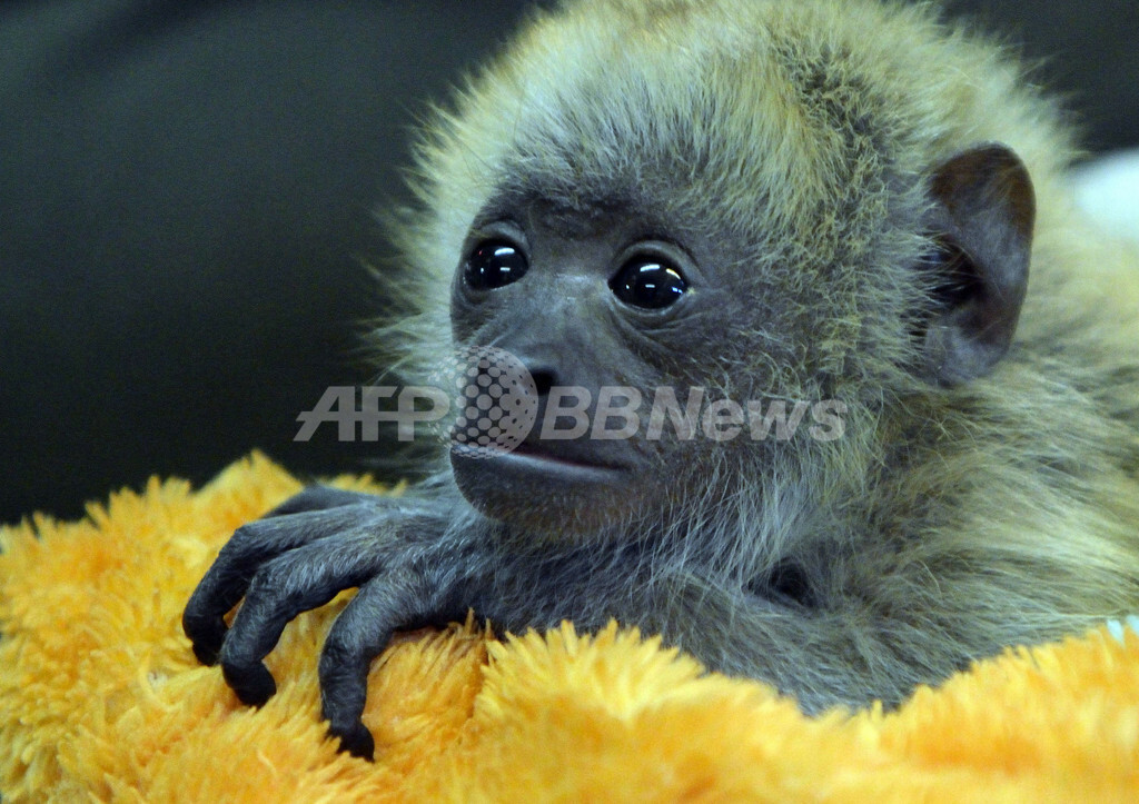 ハンガリー動物園のホエザルの赤ちゃん 母親が育児放棄 国際ニュース Afpbb News