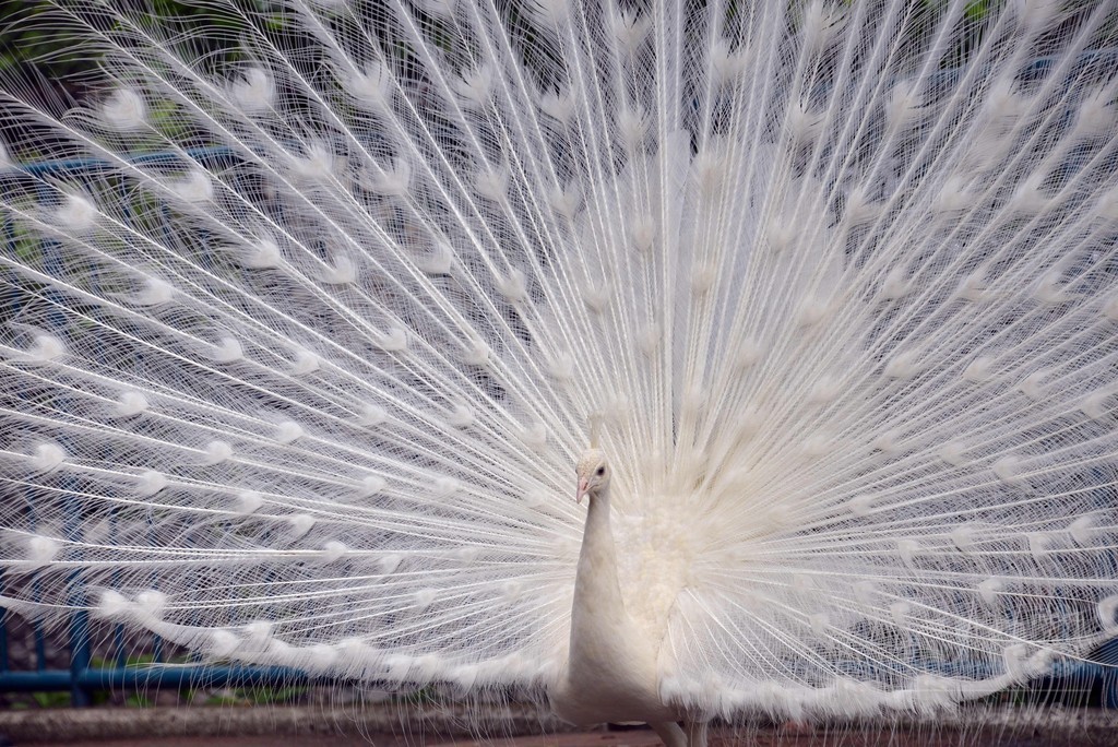 【特集】おもしろ動物写真集～癒やし系から仰天系まで～