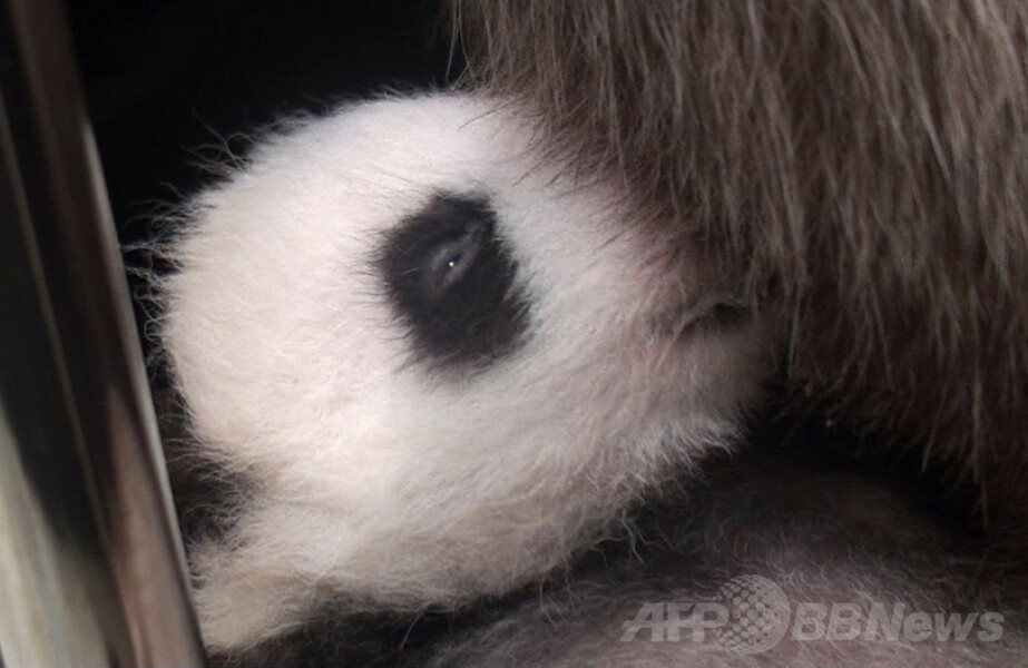 【特集】台湾の赤ちゃんパンダ成長記