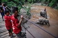 タイ北部チェンマイ県で、水浴びをするゾウの親子（2020年6月4日撮影）。(c)Lillian SUWANRUMPHA / AFP