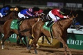競馬のサウジカップで優勝したマキシマムセキュリティ（左、2020年2月29日撮影）。(c)FAYEZ NURELDINE / AFP