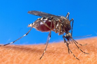 抗マラリア遺伝子持つ媒介蚊、繁殖成功 米研究 抗マラリア遺伝子持つ媒介蚊、繁殖成功 米研究