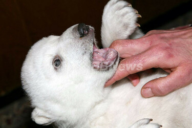 母親に捨てられたシロクマくん、世界中で大人気 - ドイツ 写真18枚