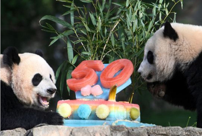 米国立動物園でパンダ来米50周年記念イベント開催