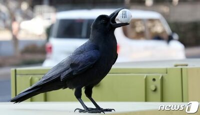 「かわいそうで連れて帰った」カラスを拾って自宅飼育…韓国の40代女性に罰金刑