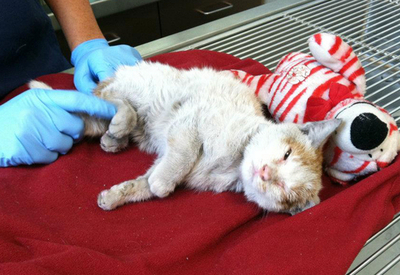 米で中国発のコンテナから子猫を保護、水なしで2週間生き延びる