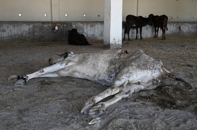 牛の胃からごみ71キロ インド、汚染と「野良牛」の問題浮き彫りに