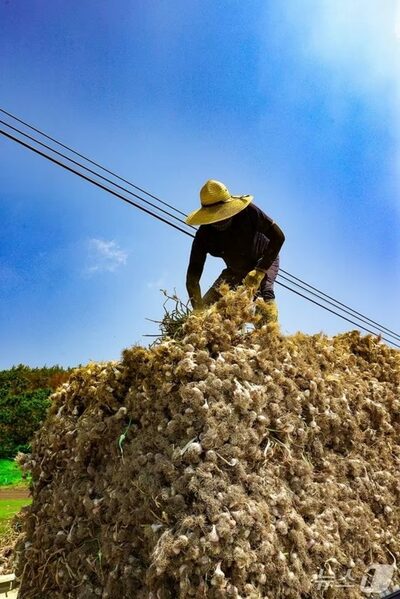 韓国「ニンニクの里」で農家64％減…13年で3556戸から1271戸に