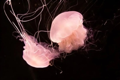 中国深センの海辺で「ピンクの精霊」