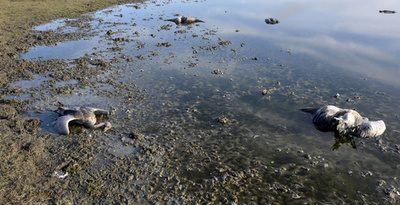 自然保護区にツル185羽の死骸 警察が捜査開始 ウクライナ