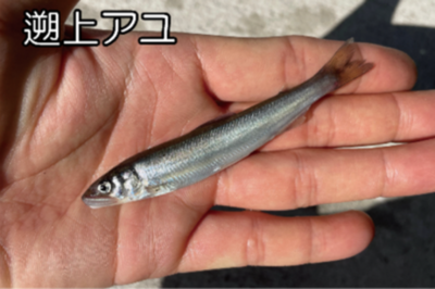 温暖化によるアユ生態の南方化