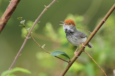 赤い頭の新種の鳥、カンボジア首都で発見