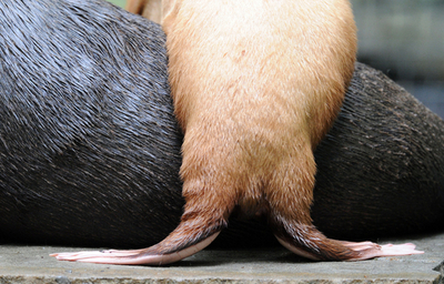 白いオットセイ、屋外施設に登場 独動物園