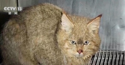 中国で救護されたハイイロネコ ほぼ健康状態を回復