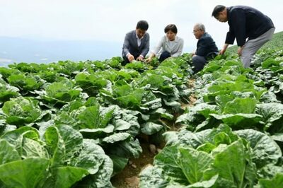 「このままでは韓国産キムチが消える」…気候変動で白菜が“絶滅の危機”