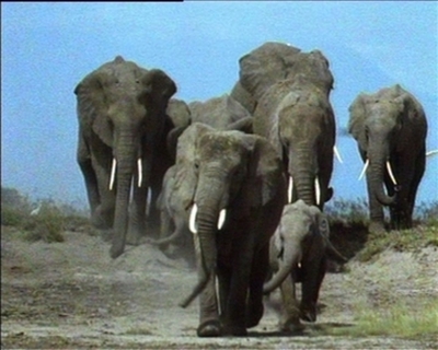 【動画】絶滅危惧種リスト08年版に登場した動物たち