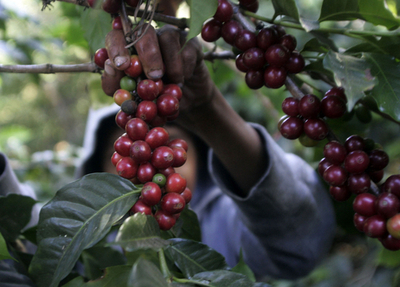 「コーヒーの木」に赤い実たわわ、グアテマラでコーヒー豆収穫