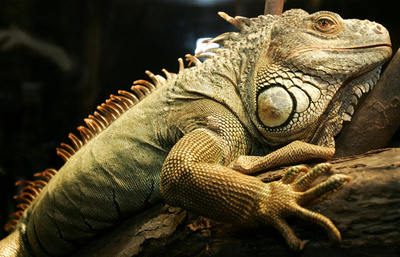 気象局がイグアナ落下予報、「死んでいるわけではない」 米フロリダ