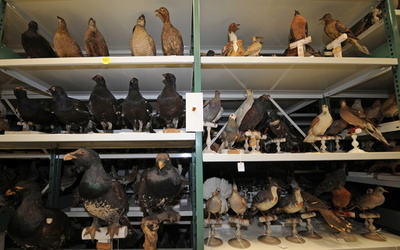 世界の博物館の生物標本、雄に偏り 英研究