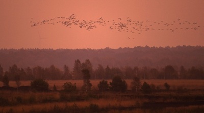 夕焼け空を飛ぶ渡り鳥、ドイツ