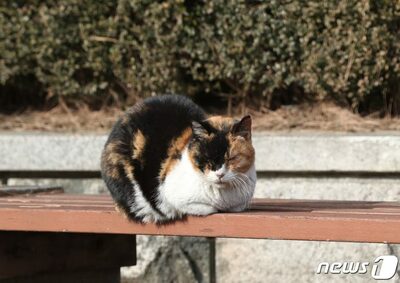 猫アレルギーの夫 vs 保護猫5匹「キャットマム」妻…韓国・限界目前の夫、危機の家庭