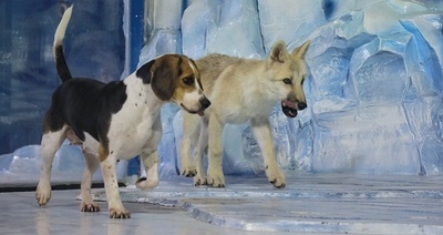 世界初のクローンホッキョクオオカミ 中国ハルビン市に登場