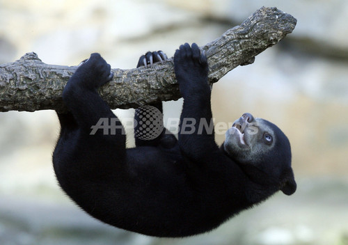 対照的な2匹のホッキョクグマとマレーグマ ドイツ 写真7枚 ファッション ニュースならmode Press Powered By Afpbb News