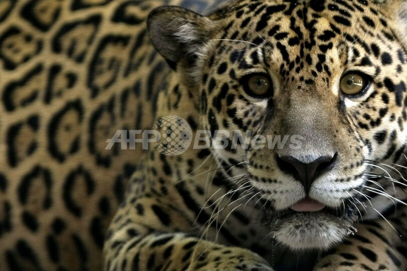 絶滅危惧種のクローン作成を計画 ブラジル 写真1枚 国際ニュース Afpbb News