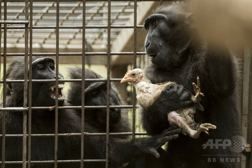 愛に飢えた雌ザル、ニワトリを「養子」に イスラエル動物園