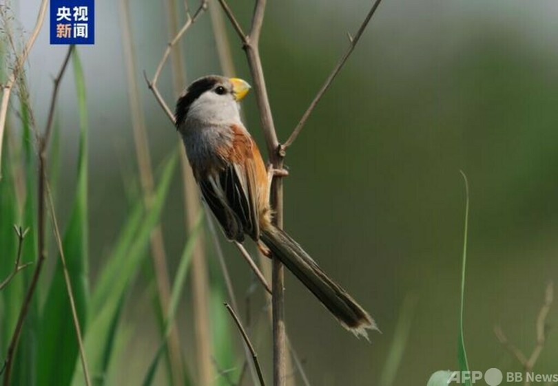 「鳥の“ジャイアントパンダ”」のカオジロダルマエナガなど希少な鳥類を確認=天津