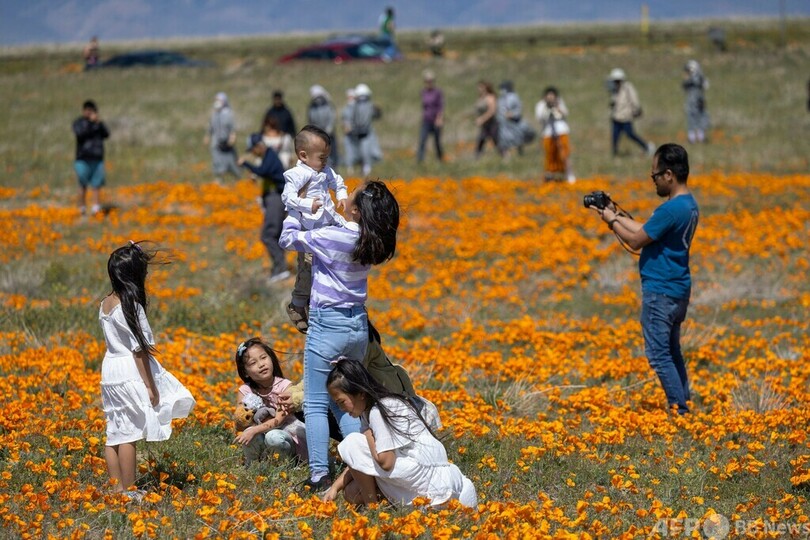 恵みの雨で開花 一面に咲き誇るポピー 米カリフォルニア州 写真10枚 国際ニュース Afpbb News