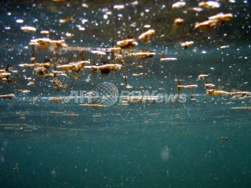 気候変動により海の色が変化している