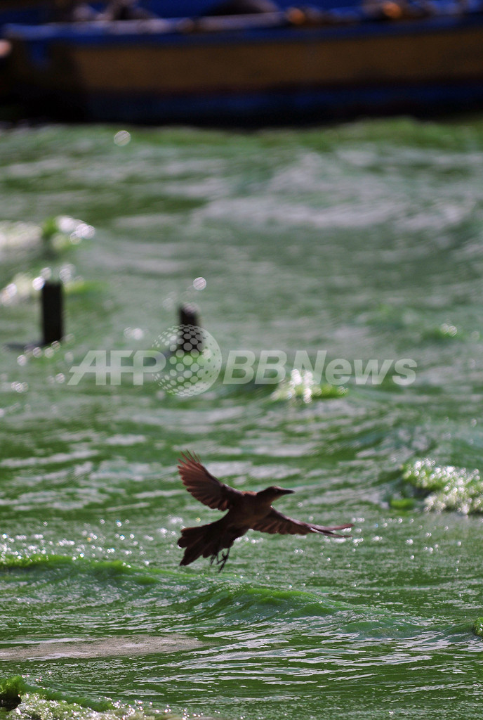 グアテマラ市近郊の湖、汚染で湿地化の恐れ