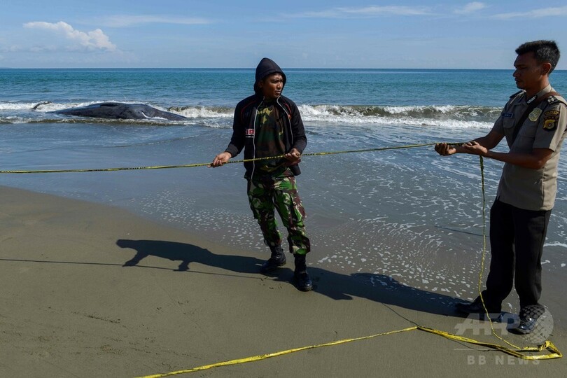 浜辺に打ち上げられたクジラ、9頭のうち4頭が死ぬ インドネシア
