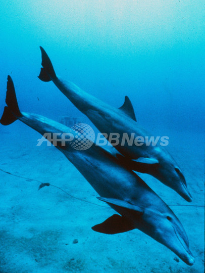 米東海岸でイルカ大量死、ウイルス感染か 当局が調査 米東海岸でイルカ大量死、ウイルス感染か 当局が調査