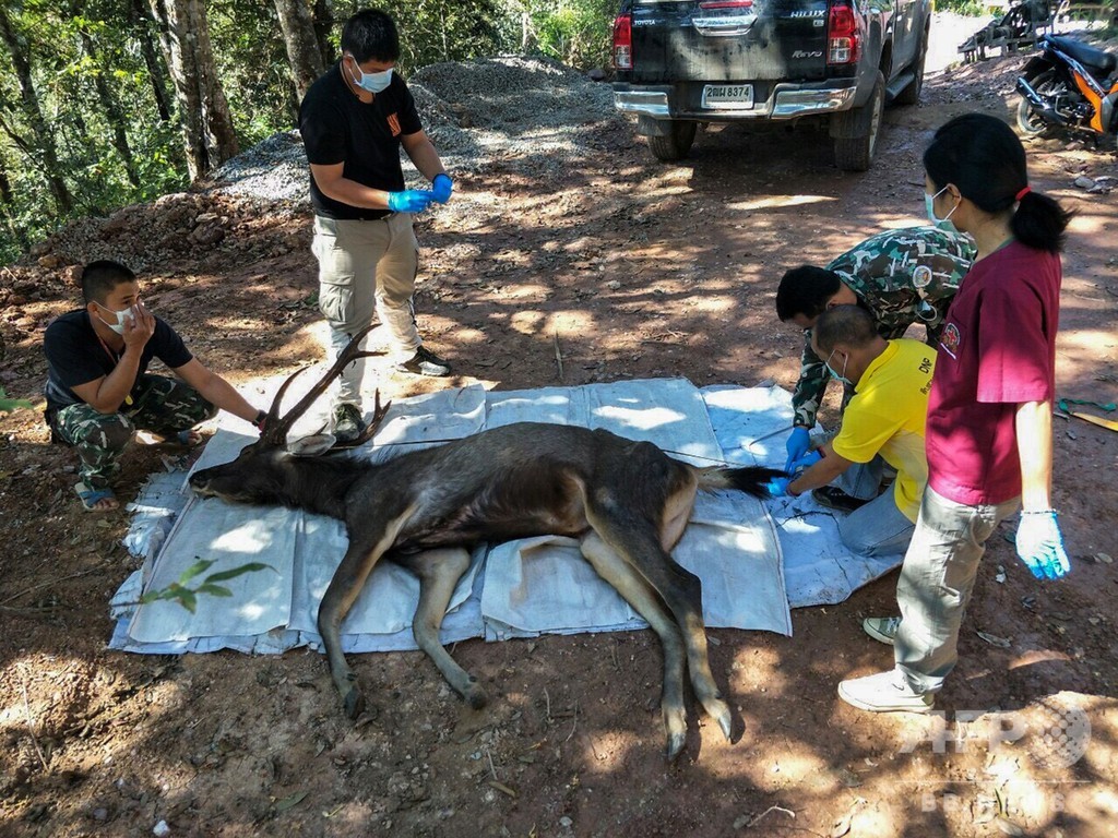 野生のシカの胃から7キロのごみ レジ袋や下着など タイ 写真8枚 国際