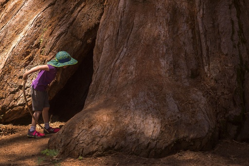 珪化木 メタセコイヤ アメリカ カルフォルニア産 φ890×t45mm 樹齢3000