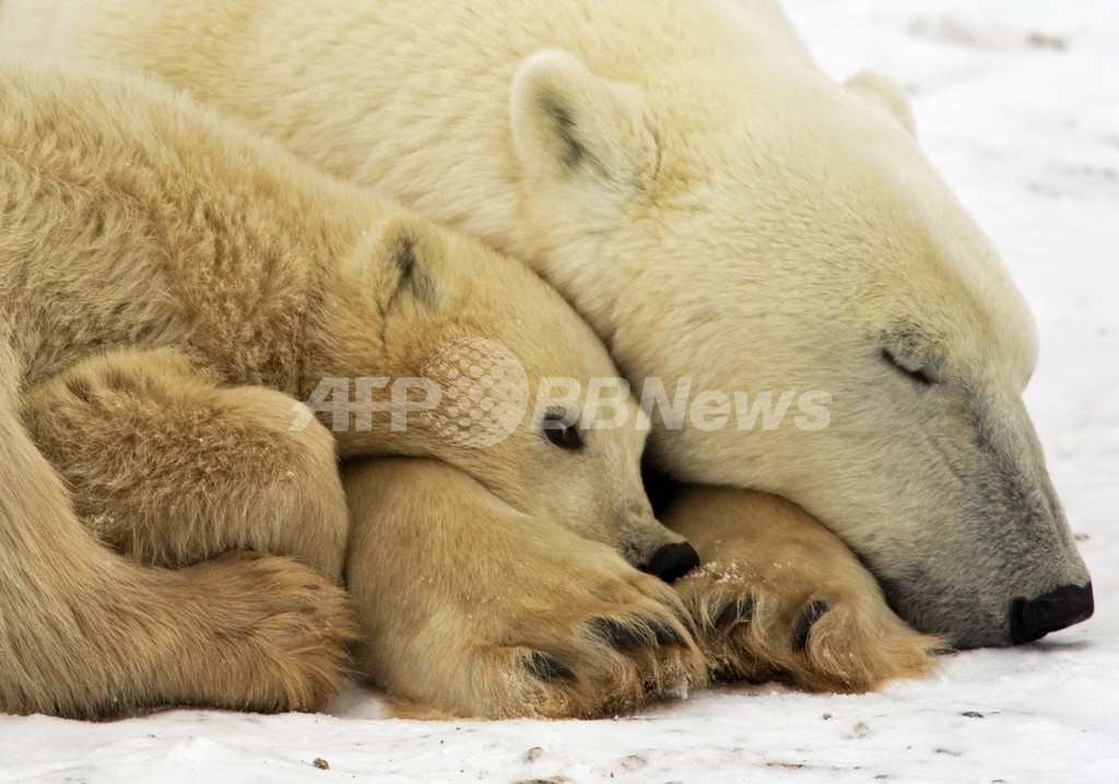 ホッキョクグマの住むアラスカ、「絶滅種の生息地」に指定 米政府 ホッキョクグマの住むアラスカ、「絶滅種の生息地」に指定 米政府