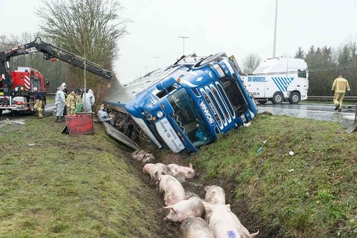 トラックが幹線道路で横転、ブタが車外へ ベルギー