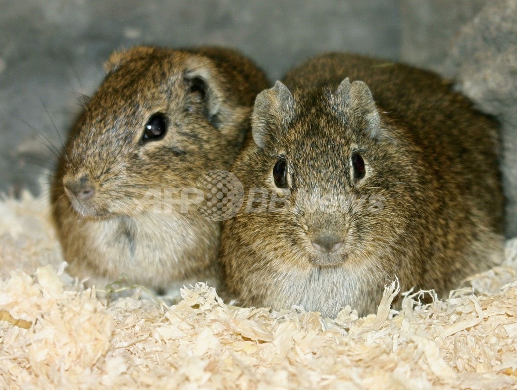 伊藤園、動物使用する実験廃止へ 伊藤園、動物使用する実験廃止へ