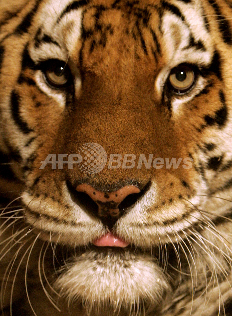 脱走トラが3人殺傷、米サンフランシスコ動物園 脱走トラが3人殺傷、米サンフランシスコ動物園