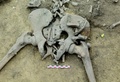 仏東部のアルザス地方で見つかった人骨。負傷の痕が確認できる（2016年6月7日提供）。(c)AFP/INRAP / Michel Christen