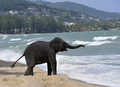 タイ・プーケット（Phuket）島の砂浜で遊ぶ3歳のゾウ「リリー（Lilly）」。プーケットでは2004年、スマトラ島沖地震で津波の被害を受けた際、ゾウが調教師と一緒に救助活動などに従事した（2009年7月20日撮影）。(c)AFP/ROMEO GACAD