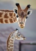 仏ラフレーシュで飼育されているキリン（2016年8月25日撮影、資料写真）。(c)AFP/JEAN-FRANCOIS MONIER