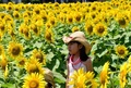 満開の時期を迎えた東京都内のヒマワリ畑を歩く女の子（2014年8月7日撮影）。(c)AFP/Yoshikazu TSUNO