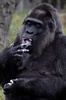ドイツ首都のベルリン動物園で、バースデーケーキを食べる欧州最高齢のゴリラ、ファトゥ（2018年4月13日撮影）。(c)AFP PHOTO / John MACDOUGALL