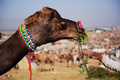 インドのプシュカール（Pushkar）郊外で世界最大規模のラクダ市が開催されている。毎年恒例の伝統行事であるラクダ市には5日間の開催期間中に数千人もの商人が訪れ、主にラクダなどの家畜の売買を行う。

写真は木の葉の餌を食べるラクダ（2012年11月23日撮影）。(c)AFP/Roberto Schmidt