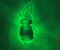 共焦点レーザー顕微鏡で見たヒゲボソケシキスイ科の甲虫（資料写真）。(c)Xinhua News 
